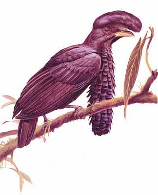 Зонтичная птица Cephalopterus ornatus.